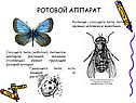 Ротовой аппарат