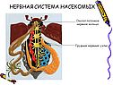 Нервная система