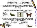 Развитие насекомых