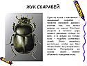 Жук скарабей