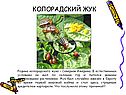 Колорадский жук
