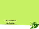 Тип Моллюски