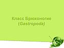 Класс Брюхоногие