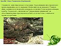 Кальмары и рыбы