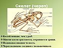 Череп