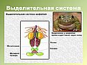 Выделительная система