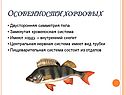 Особенности хордовых