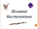 Подтип Бесчерепные