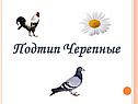 Подтип Черепные