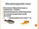 Размножение рыб