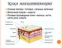 Кожа млекопитающих