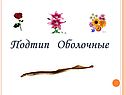 Подтип Оболочные