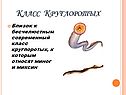 Класс Круглоротых