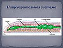 Пищеварительная система