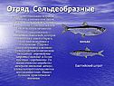 Отряд Сельдеобразные