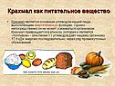 Крахмал как питательное вещество