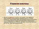 Строение амилозы