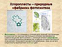 Хлоропласты – природные «фабрики» фотосинтеза