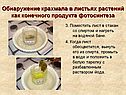 Обнаружение крахмала в листьях растений как конечного продукта