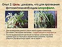 Опыт 2. Цель: доказать, что для протекания фотосинтеза необходим