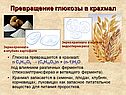 Превращение глюкозы в крахмал