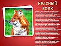Красный волк