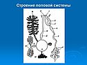 Строение половой системы