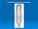 Строение нервной системы