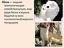 Ласка — хищное млекопитающее семейства куньих