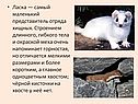 Ласка — самый маленький представитель отряда хищных
