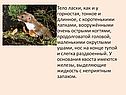 Тело ласки, как и у горностая, тонкое и длинное