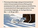 По внешнему виду самцы отличаются от самок