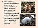 В летнем мехе - буровато-коричневые