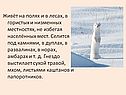 Живёт на полях и в лесах, в гористых и низменных местностях