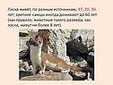 Ласка живёт, по разным источникам, 17, 20, 30 лет