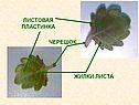 Листовая пластинка