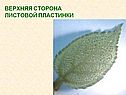 Верхняя сторона листовой пластинки
