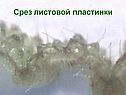 Срез листовой пластинки