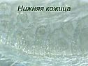 Нижняя кожица