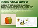 Методы селекции растений