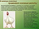 Внутрипородное разведение