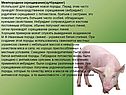Межпородное скрещивание