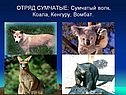 ОТРЯД СУМЧАТЫЕ: Сумчатый волк, Коала, Кенгуру, Вомбат