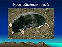 Крот обыкновенный
