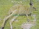 Кенгуру