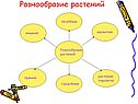 Разнообразие растений