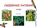 Съедобные растения