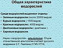 Среди водорослей выделяют отделы
