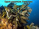 Бурые водоросли (ламинария)