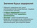 Значение бурых водорослей